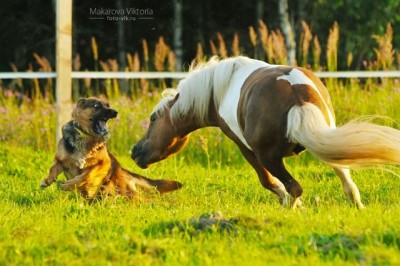 dogs_hunter_serpantine_by_vikarus-d49pnme.jpg